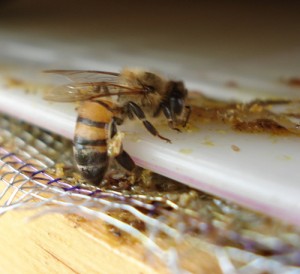 bee_propolis Bee and Propolis