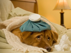 sick pet